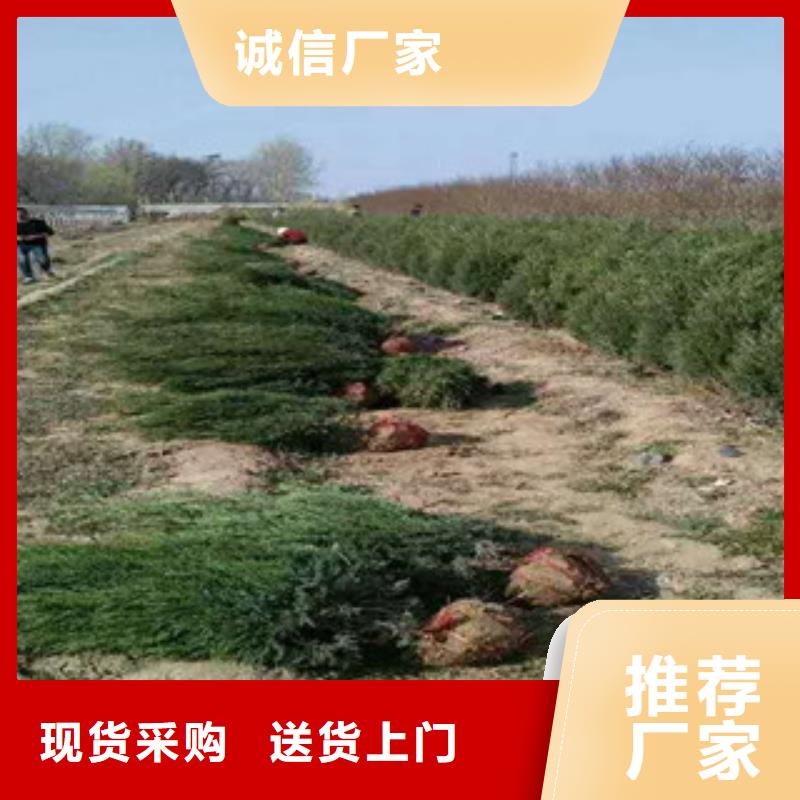 花海景观,时令花卉/绿化草花价格专业的生产厂家