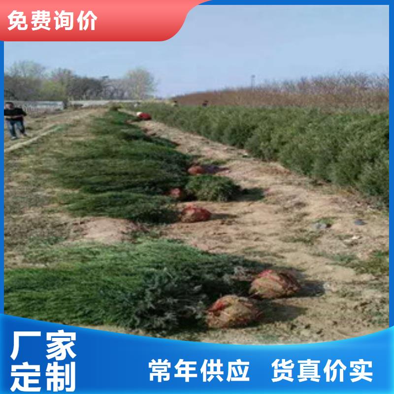 花海景观,【耐寒耐旱草花基地】产地源头好货|临泉|颍泉|六安|安庆|亳州|马鞍山|宣城|铜陵|宿州39065.com
