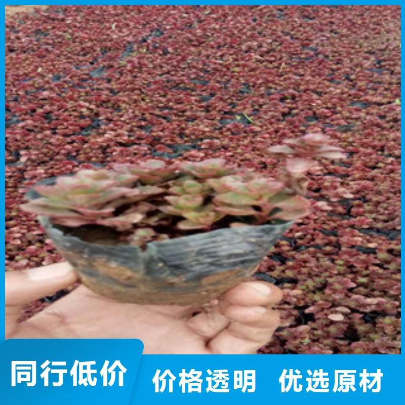 花海景观柳叶马鞭草/薰衣草优质工艺