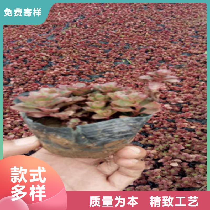 【花海景观】_柳叶马鞭草/薰衣草 实力才是硬道理|新沂|丰县|镇江|连云港|淮安|宿迁|南通39065.com