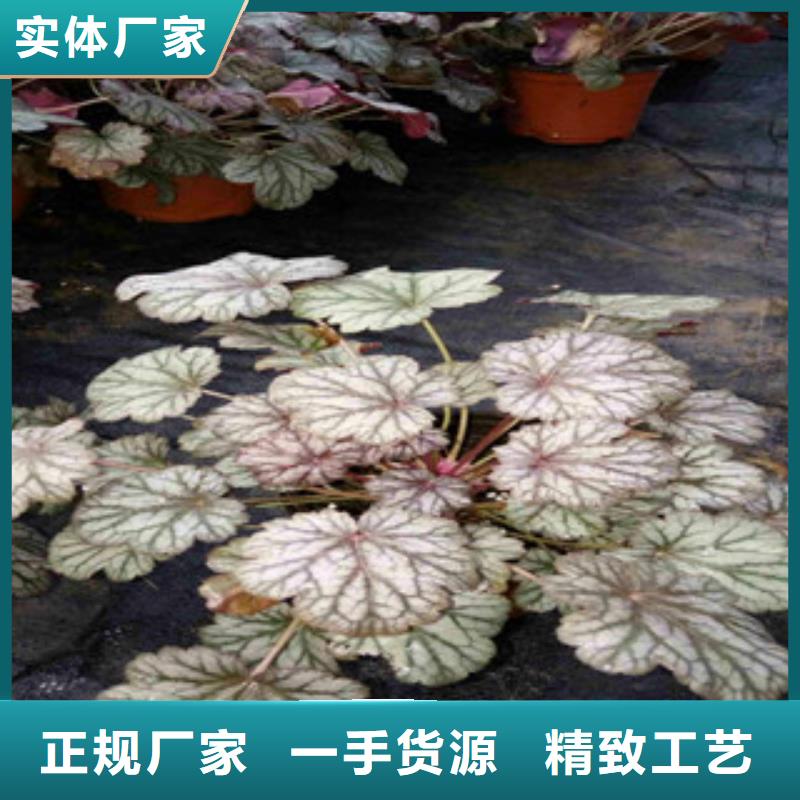 花海景观柳叶马鞭草/薰衣草优质工艺
