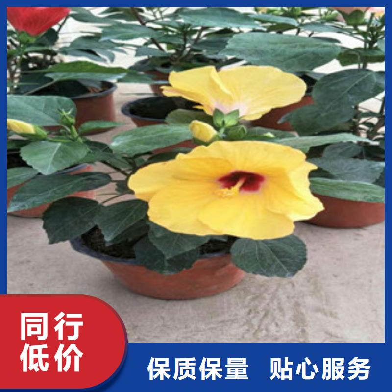 花海景观,【耐寒耐旱草花基地】产地源头好货|临泉|颍泉|六安|安庆|亳州|马鞍山|宣城|铜陵|宿州39065.com