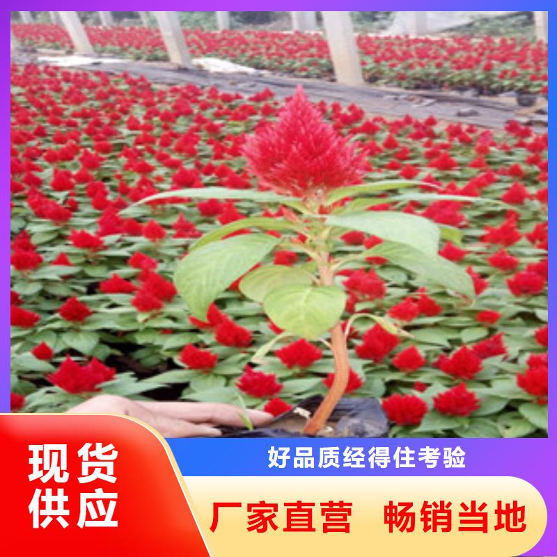 花海景观五一国庆草花批发为您提供一站式采购服务