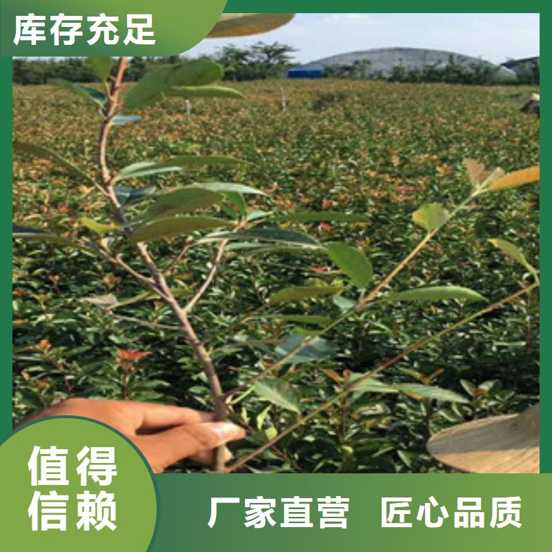 花海景观,【耐寒耐旱草花基地】产地源头好货|临泉|颍泉|六安|安庆|亳州|马鞍山|宣城|铜陵|宿州39065.com