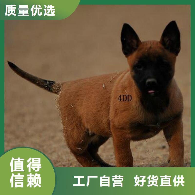 一品马犬【德牧犬】专业设计39065.com