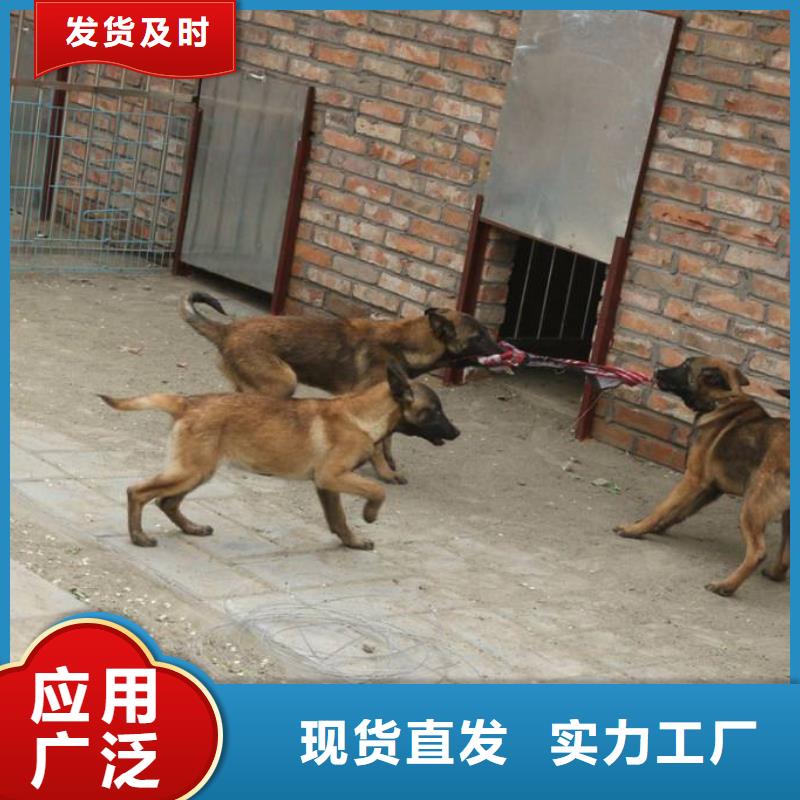 一品马犬【德牧犬】专业设计39065.com