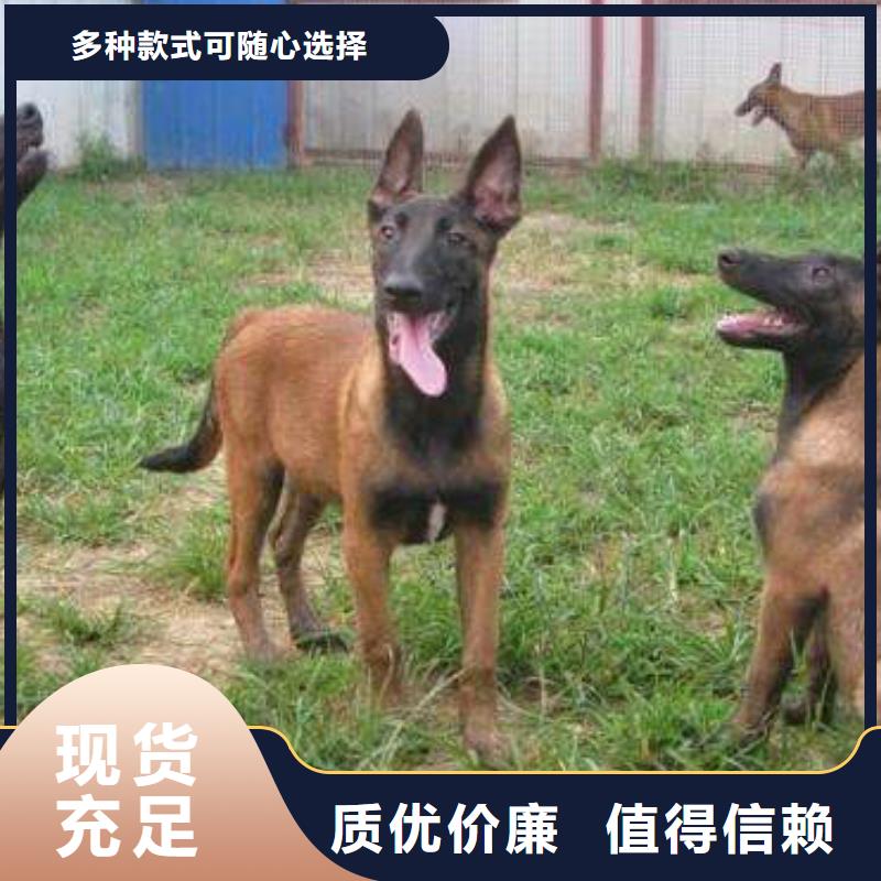 【马犬】,罗威纳犬匠心打造一品
