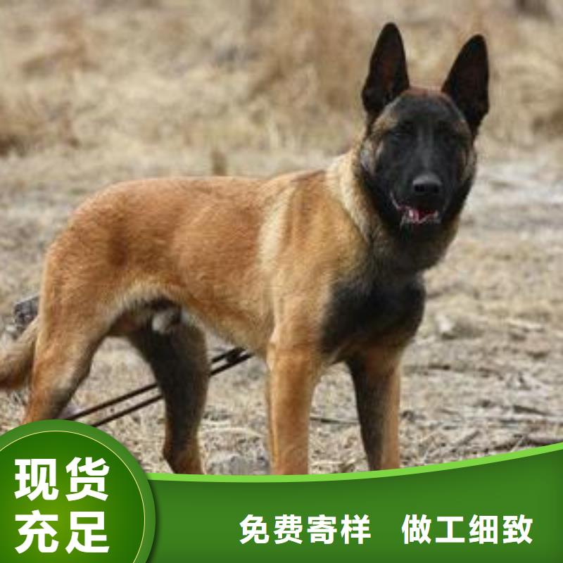 【马犬】德牧犬工厂价格一品