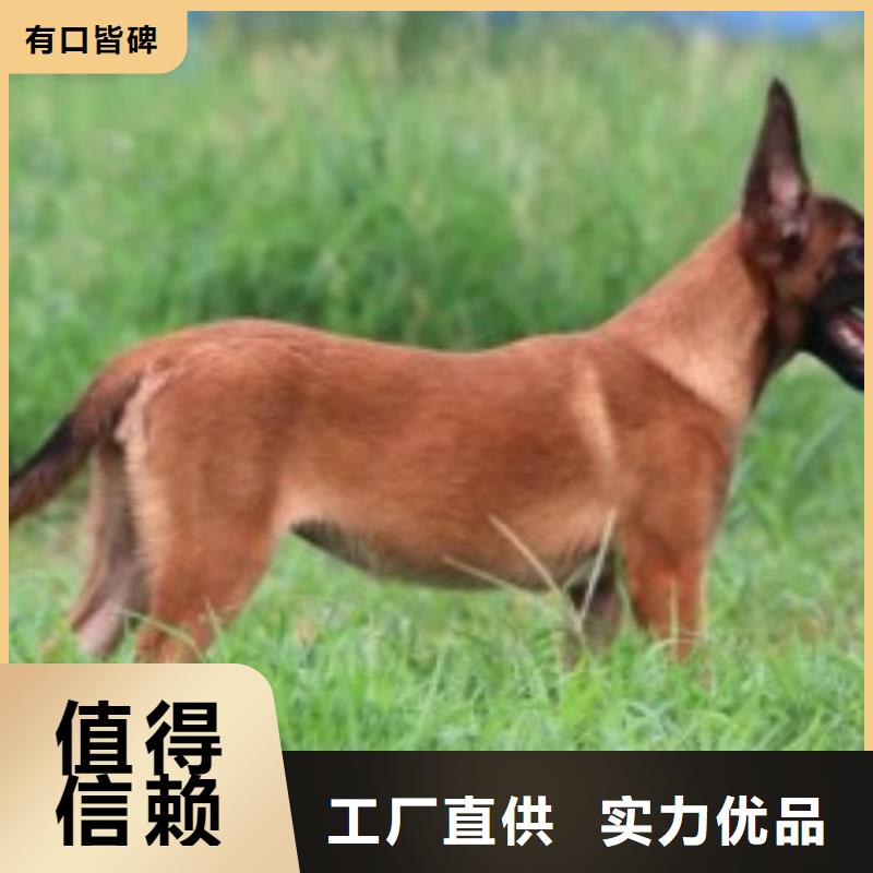 【马犬】德牧犬工厂价格一品