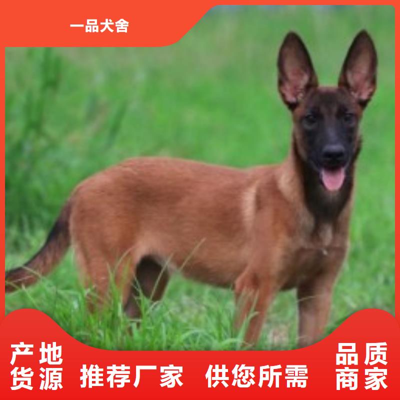 一品马犬【德牧犬】专业设计39065.com