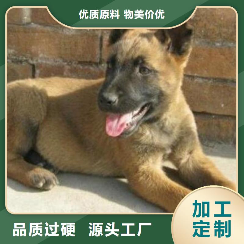 一品马犬【德牧犬】专业设计39065.com