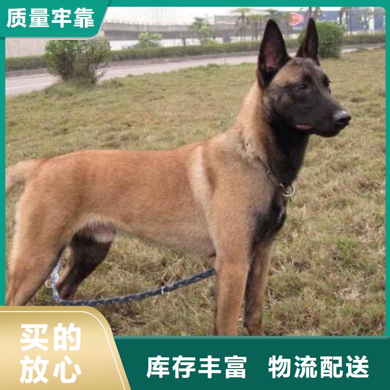 【马犬】,罗威纳犬匠心打造一品
