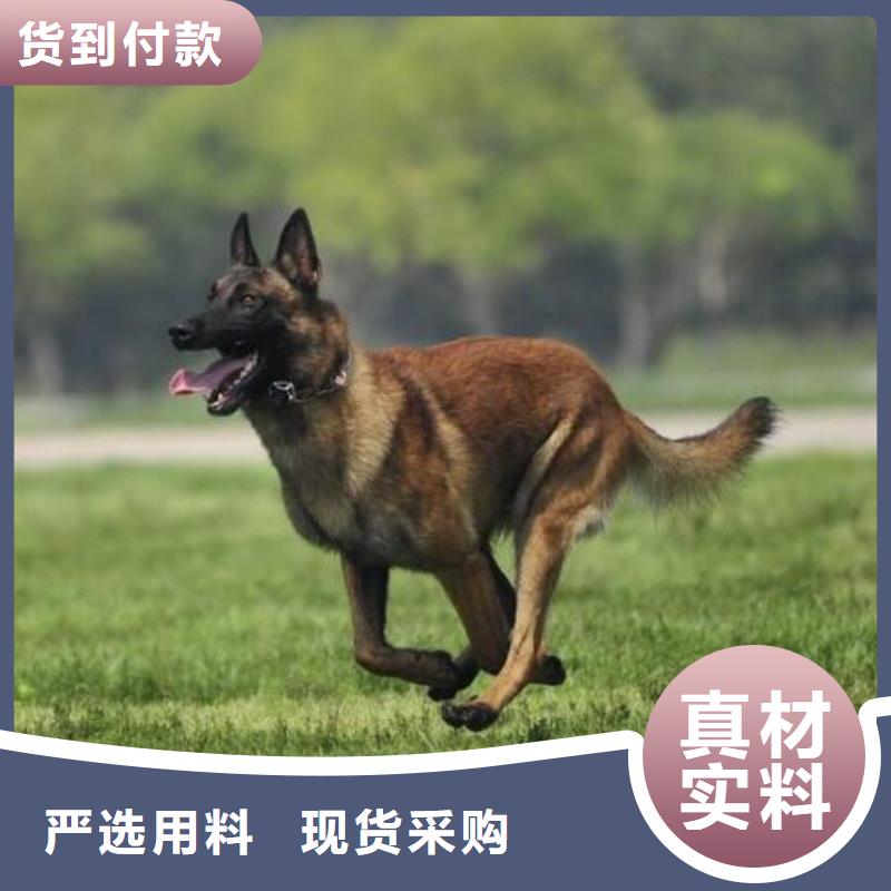 一品马犬【德牧犬】专业设计39065.com