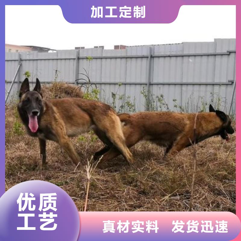 【马犬】德牧犬工厂价格一品