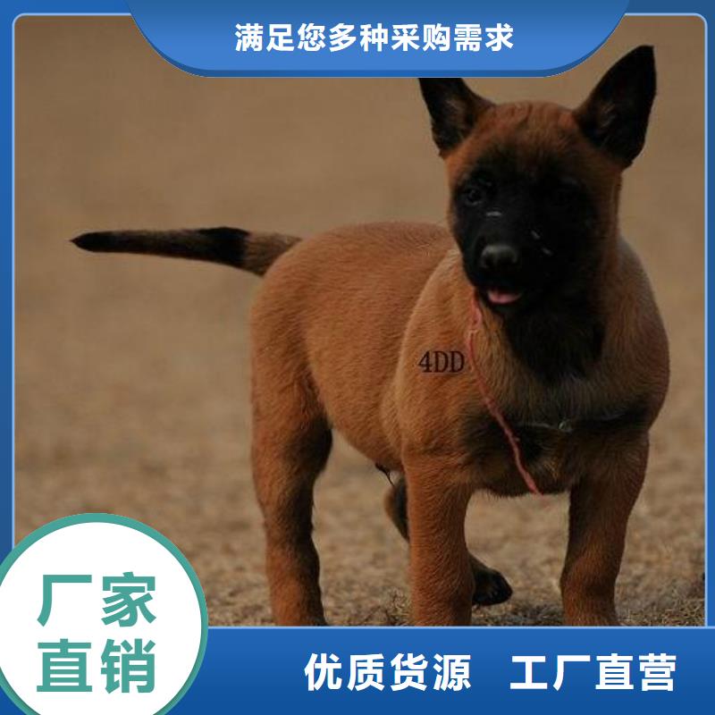 一品马犬【德牧犬】专业设计39065.com