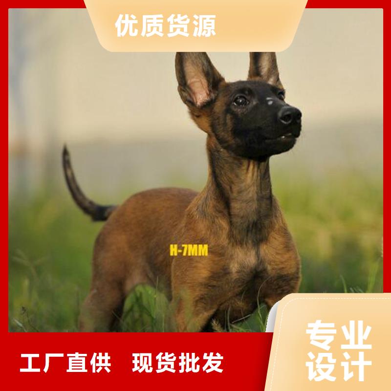 一品马犬【德牧犬】专业设计39065.com