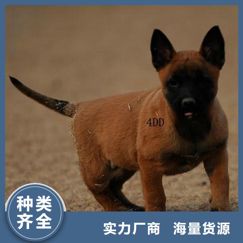 【马犬】,罗威纳犬匠心打造一品