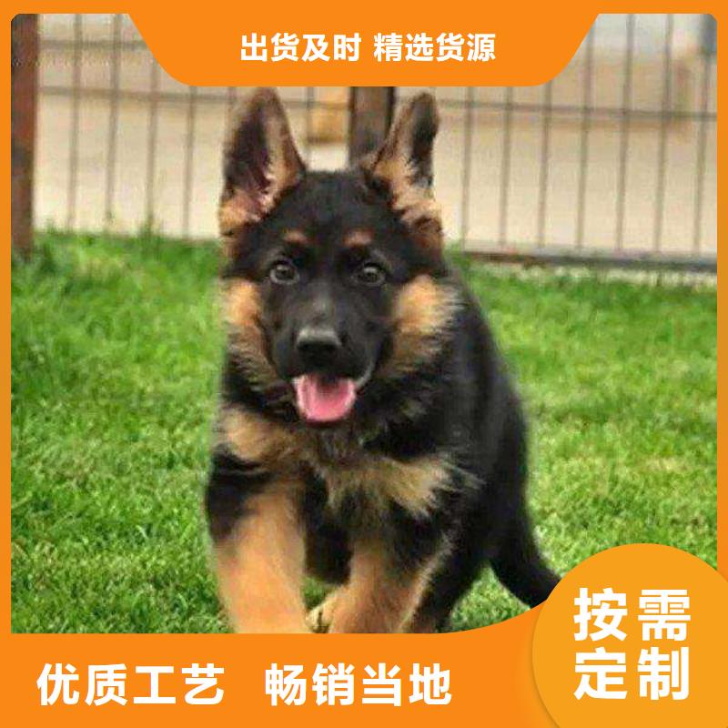 德国牧羊犬马犬产品性能