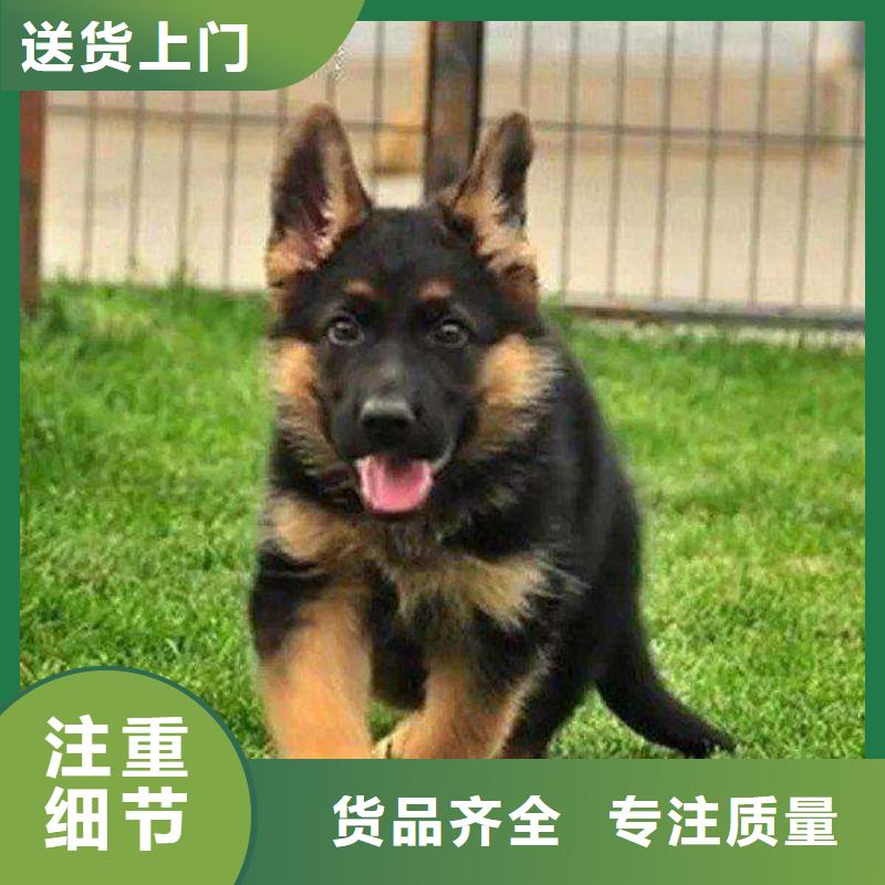 德国牧羊犬卡斯罗犬来图定制