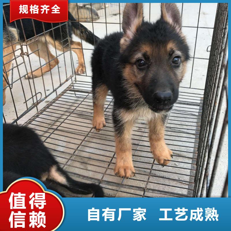 德国牧羊犬马犬产品优势特点