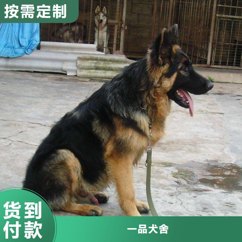 德国牧羊犬卡斯罗犬客户好评