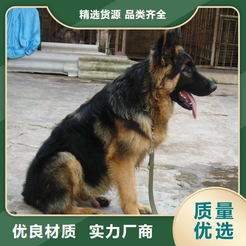 德国牧羊犬马犬产品性能