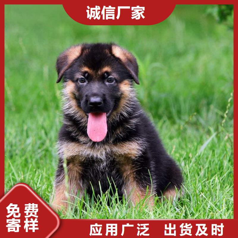 德国牧羊犬马犬质量好