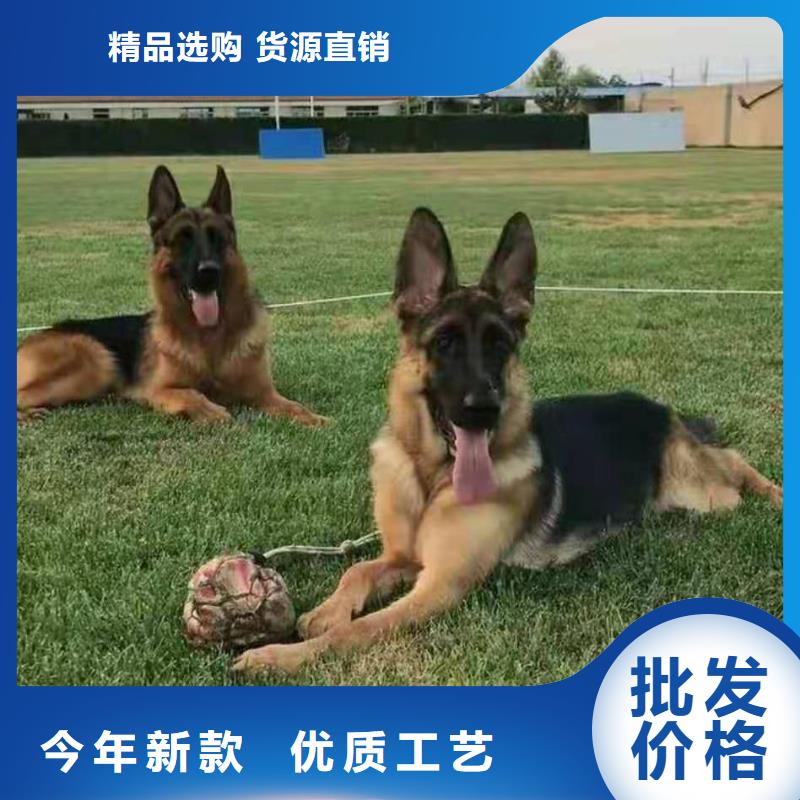 德国牧羊犬马犬细节决定品质