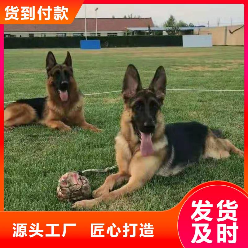 德国牧羊犬-马犬匠心品质