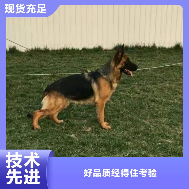 【德国牧羊犬,高加索犬注重细节】