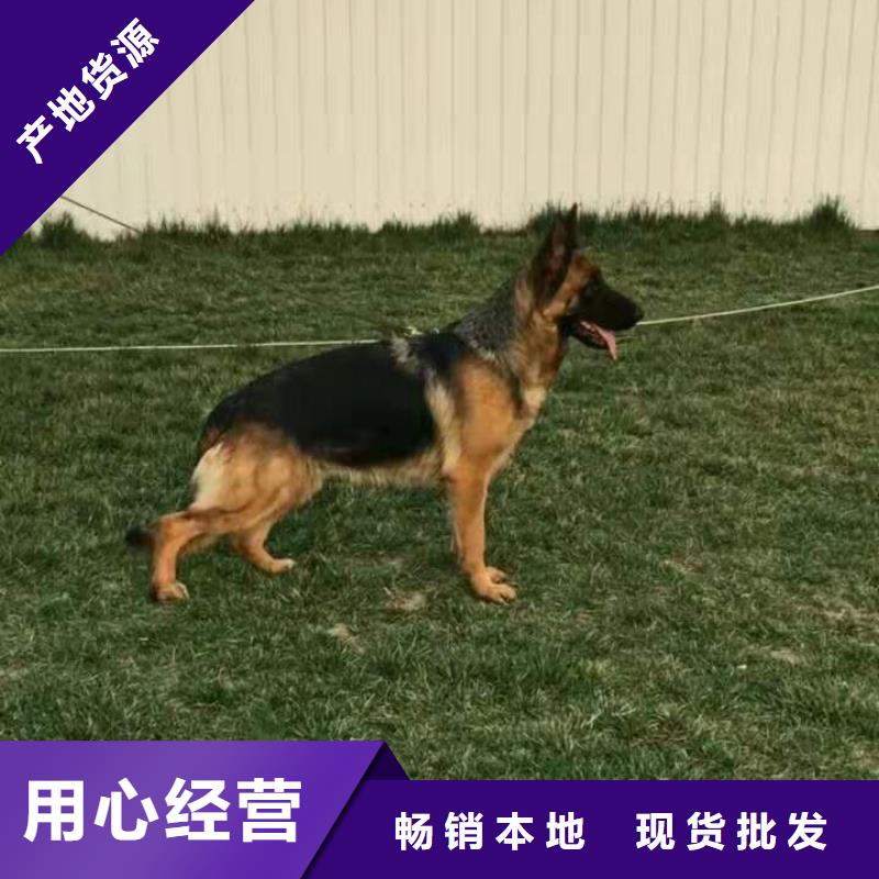 德国牧羊犬德牧犬甄选好物