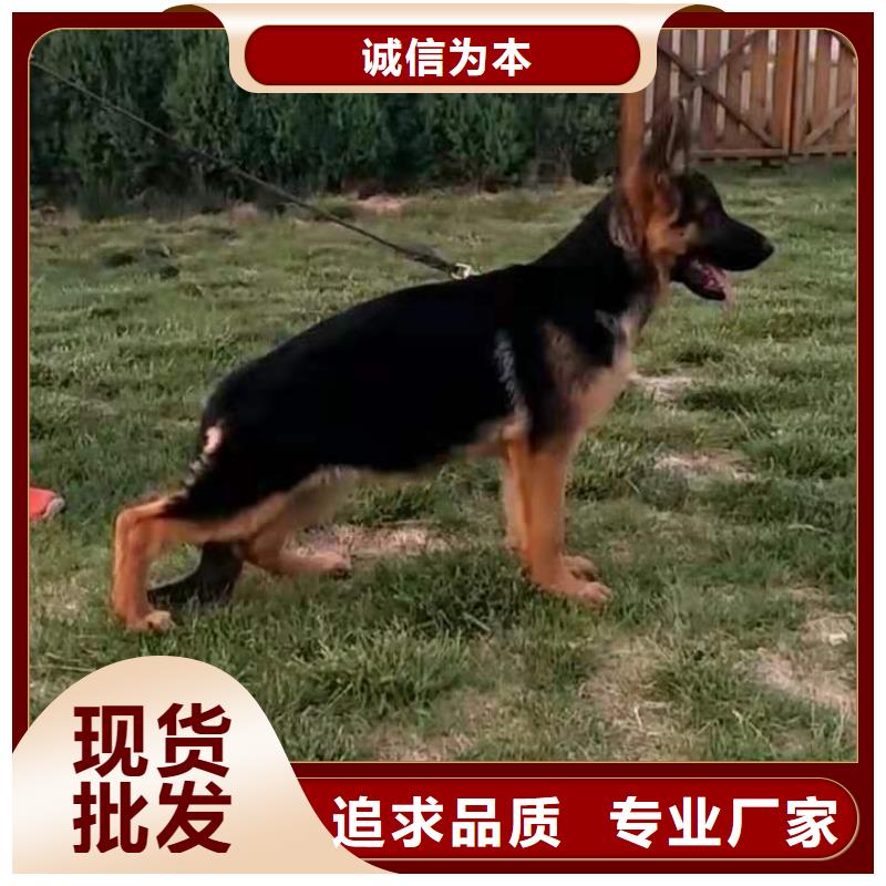 德国牧羊犬-马犬匠心品质