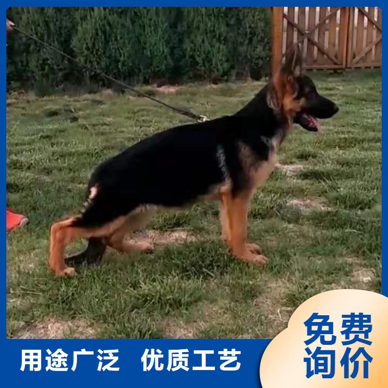 【德国牧羊犬比特犬物美价优】