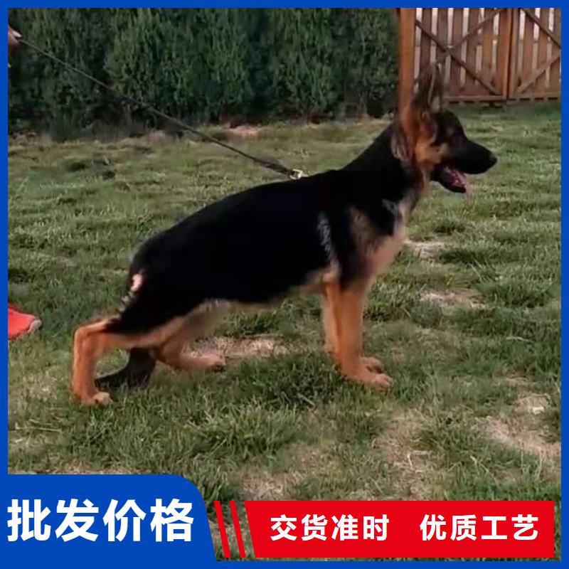 【德国牧羊犬】_马犬欢迎新老客户垂询