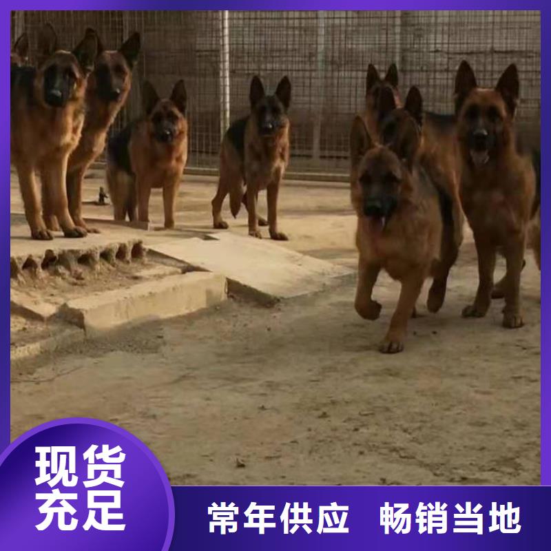 【德国牧羊犬】马犬库存量大