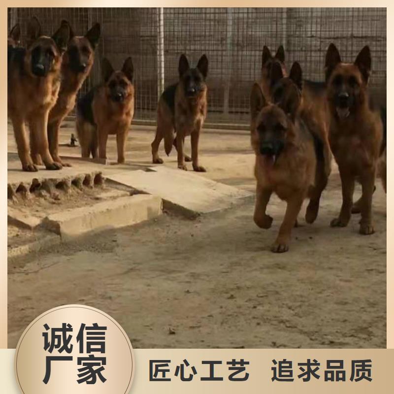 【德国牧羊犬】卡斯罗犬好产品价格低