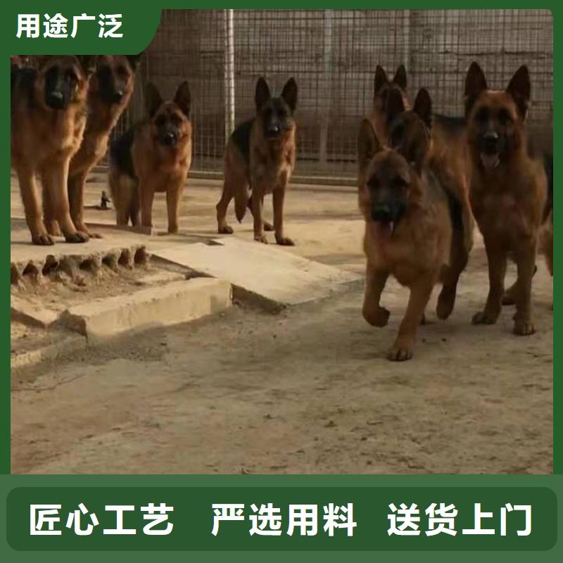 德国牧羊犬德牧犬好货有保障