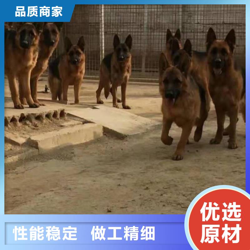 德国牧羊犬德牧犬甄选好物