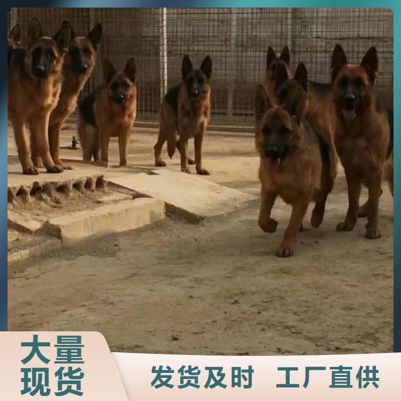 德国牧羊犬-杜高犬工厂自营
