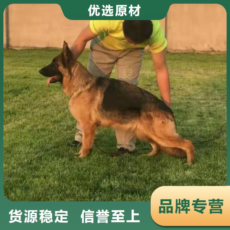 德国牧羊犬马犬来图来样定制