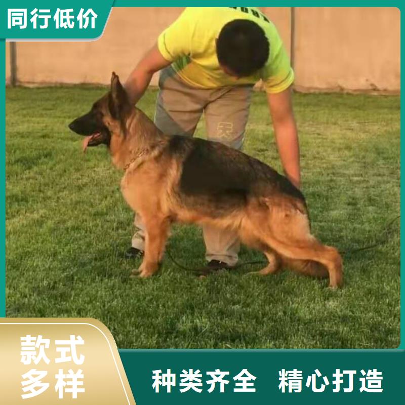 德国牧羊犬,罗威纳犬本地配送