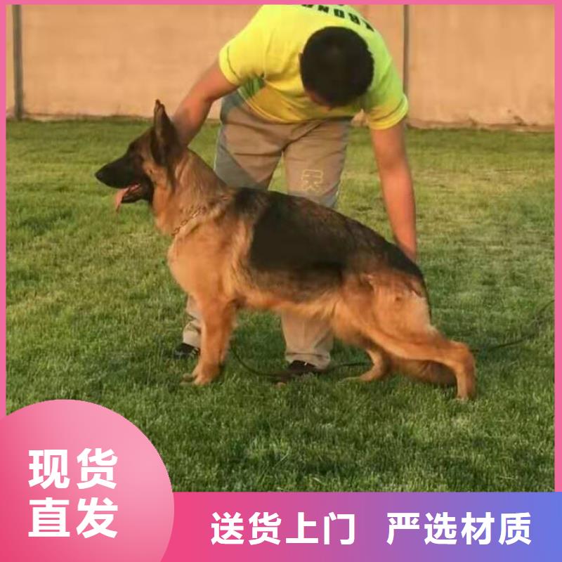 【德国牧羊犬德牧犬原厂制造】