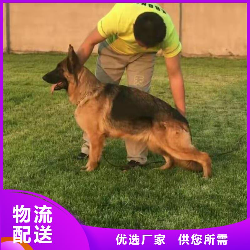 德国牧羊犬,马犬真材实料加工定制