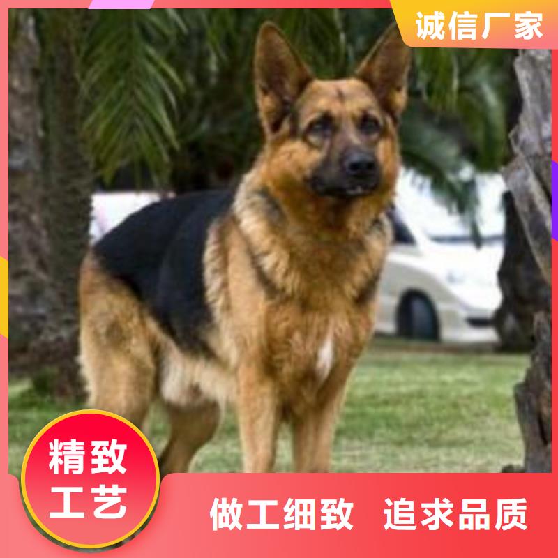 【德国牧羊犬】德牧犬品牌大厂家
