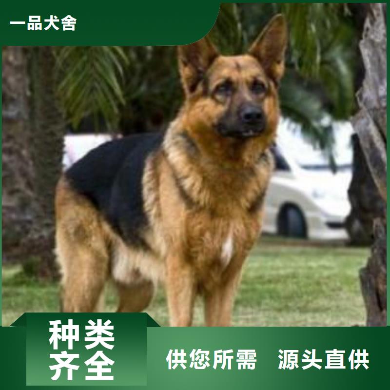 德国牧羊犬-罗威纳犬现货