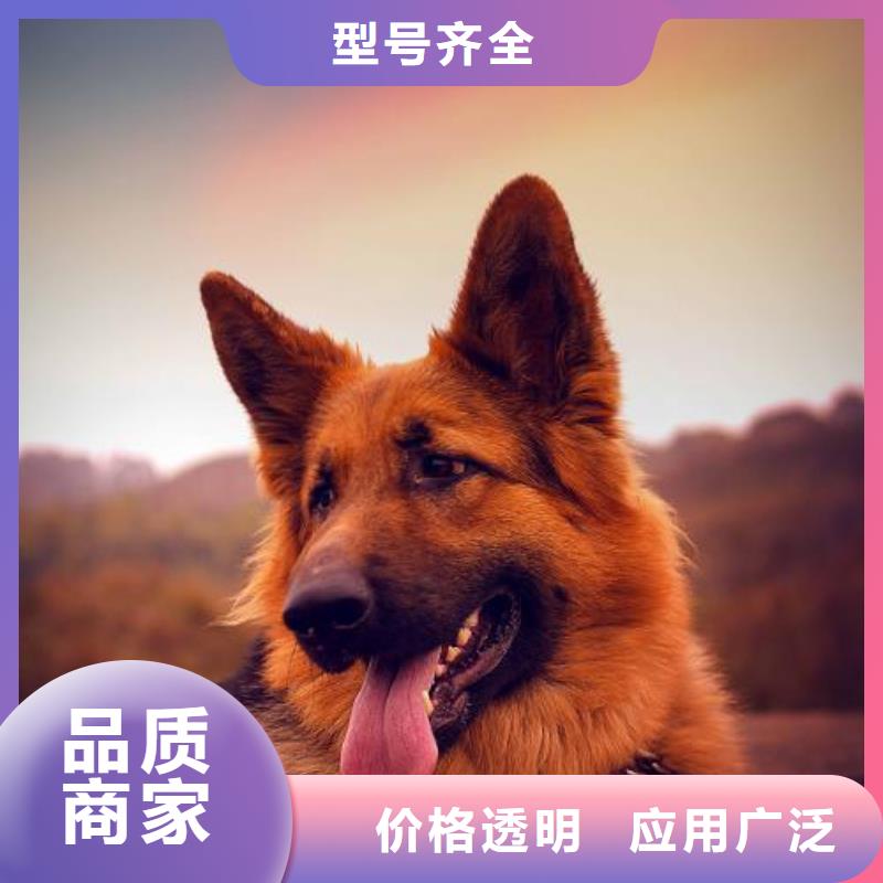 【德国牧羊犬】卡斯罗犬好产品价格低