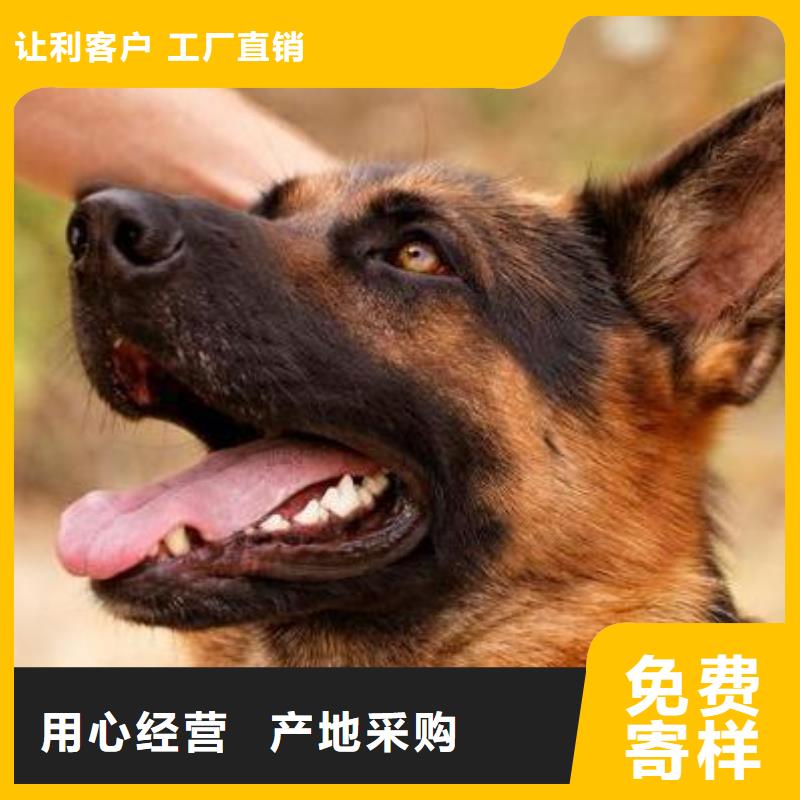 【德国牧羊犬,高加索犬注重细节】