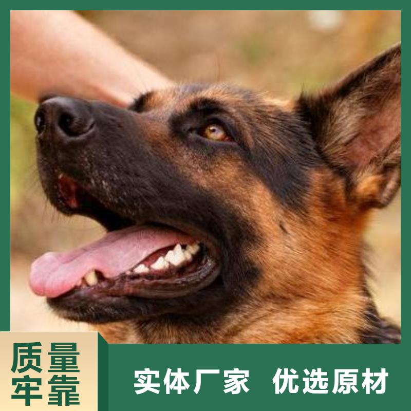 德国牧羊犬-马犬匠心品质