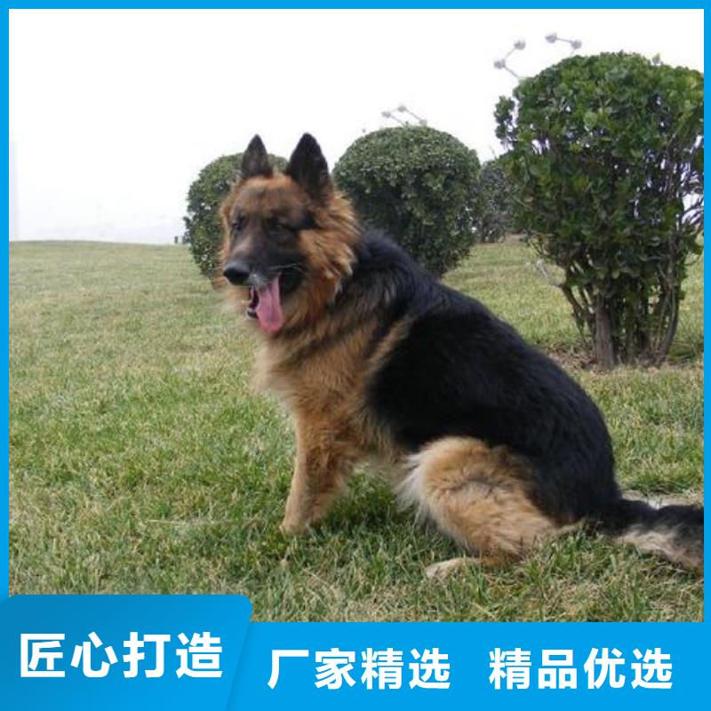 德国牧羊犬,卡斯罗犬按需定做