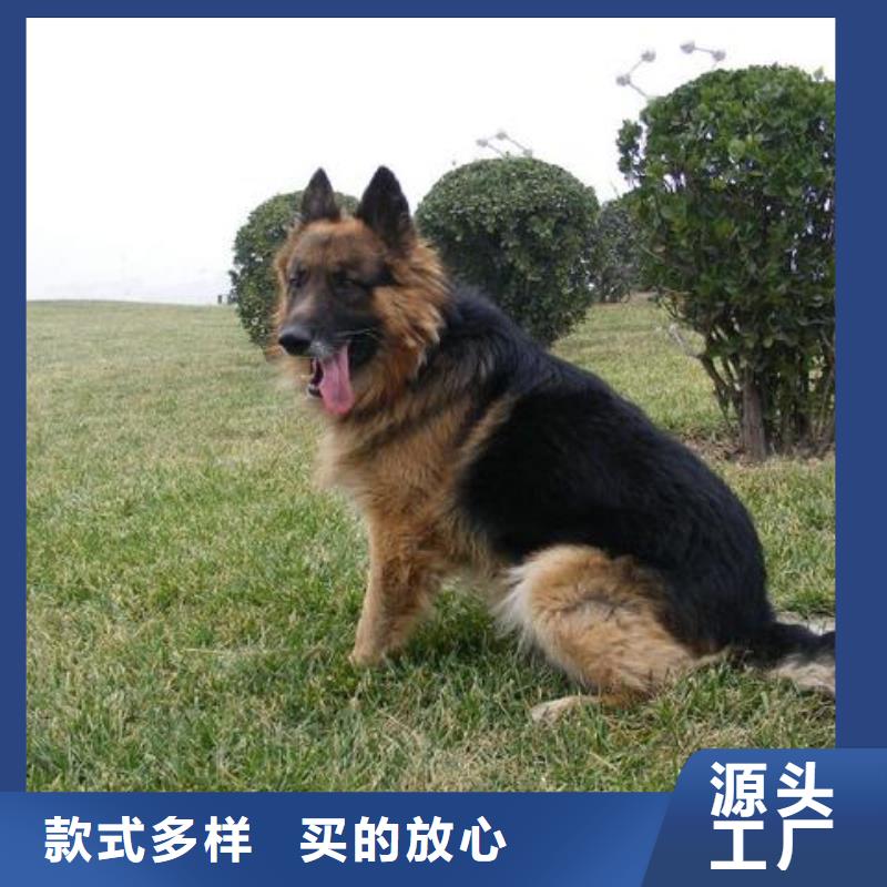 德国牧羊犬【黑狼】安装简单